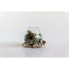 Glass Planter on Natural Wood Base